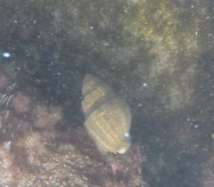Gastropoda