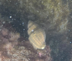 Gastropoda