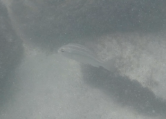 Actinopterygii