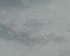 Actinopterygii