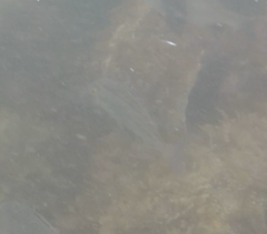 Actinopterygii
