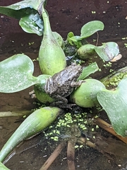 Euphlyctis cyanophlyctis