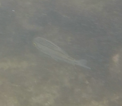 Actinopterygii