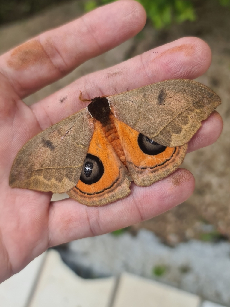 Automeris amoena