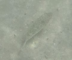 Sphoeroides testudineus