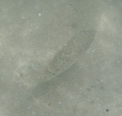 Sphoeroides testudineus