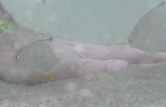 Trachinotus carolinus