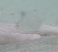Trachinotus carolinus