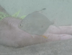 Trachinotus carolinus