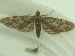 Eupithecia columbiata