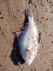 Limanda limanda