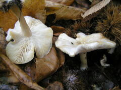 Clitocybe phyllophila