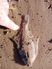 Limanda limanda