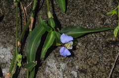 Commelina auriculata