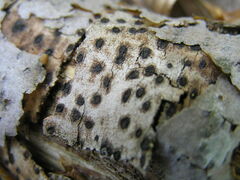 Diatrype disciformis