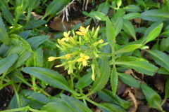 Kalanchoe integra