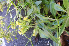 Kalanchoe integra