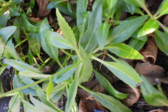 Kalanchoe integra