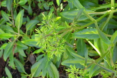 Kalanchoe integra