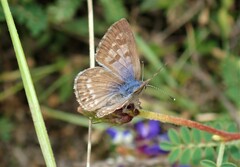 Leptotes