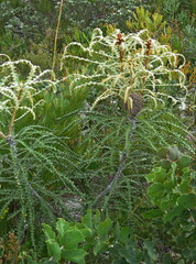 Banksia speciosa
