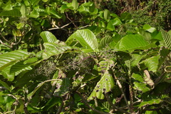 Dendrocnide meyeniana