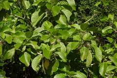 Dendrocnide meyeniana
