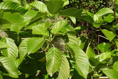 Dendrocnide meyeniana