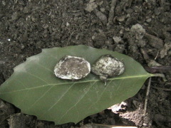 Octaviania asterosperma