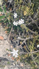 Wahlenbergia calcarea