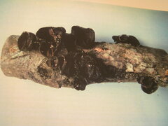 Auricularia auricula-judae