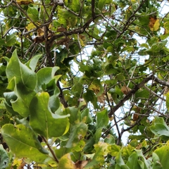 Nahuatlea arborescens