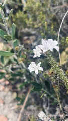 Wahlenbergia calcarea