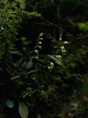 Specklinia grobyi