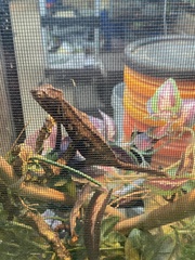 Furcifer