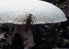 Eurysthea cribripennis