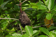 Crematogaster rogenhoferi