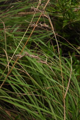 Cymbopogon tortilis