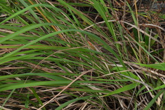 Cymbopogon tortilis