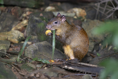 Dasyprocta ruatanica