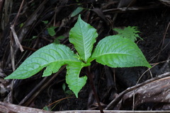 Chloranthus oldhamii