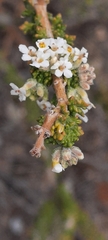 Acantholippia seriphioides