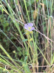 Pterolepis glomerata