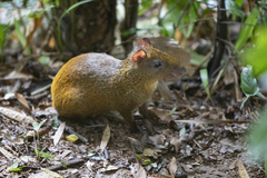 Dasyprocta ruatanica