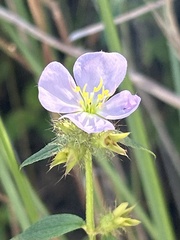 Pterolepis glomerata
