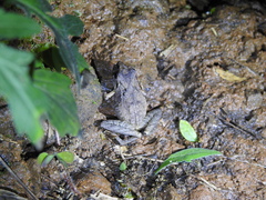 Ischnocnema henselii