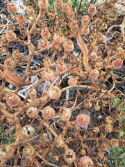 Mesembryanthemum crystallinum