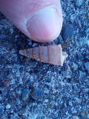 Turritellinella tricarinata