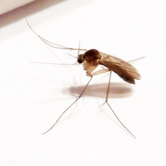 Sciaroidea