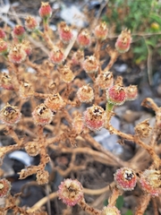 Mesembryanthemum crystallinum